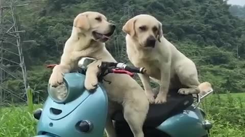 animal video dog omg video / funny video /trending viral video