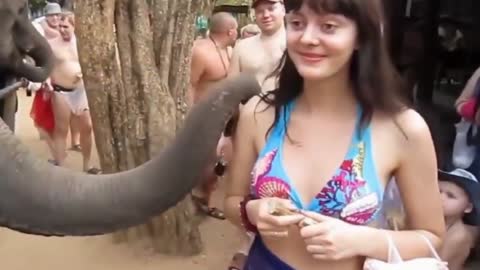 Naughty Elephant kissing a girl a cute girl