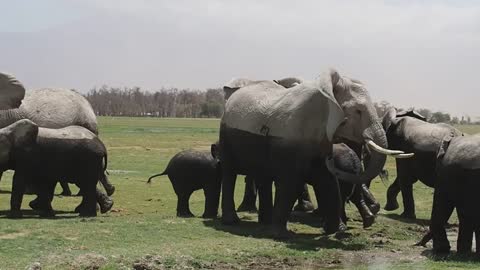 Herd of African elephants with trumpet sound