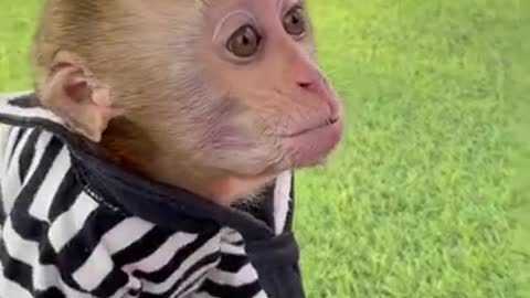 Funniest 🐒 monkey