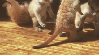 Meerkat Pups at Play