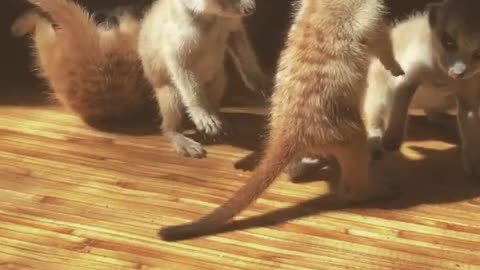 Meerkat Pups at Play