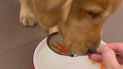 Friendship between dog and red fish - best friend - loyalty - MUST WATCH