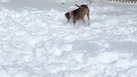This rescue pup just discovered snow for the first time