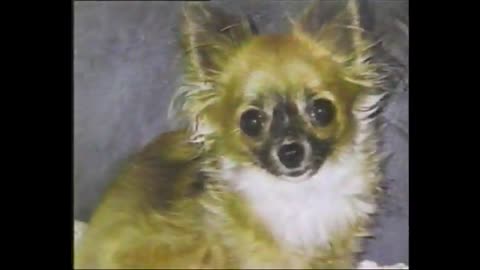 August 10, 1997 - Anne Marie Tiernon WISH Indianapolis News Update / Snake Eats Dog)