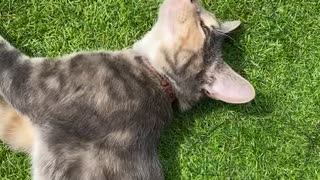 Cat pet/ Lilly cat