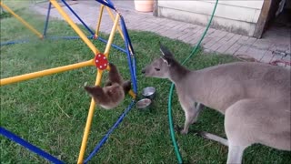 Baby Sloth very funny