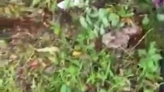 Bombeiros resgatam pequeno cervo