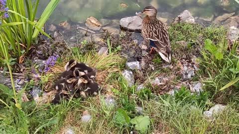 A beautiful duck protects its chicks while they are gathered around some sniffing