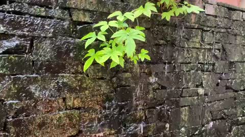 the sound of water falling on the wall