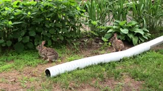 Curious Yard Bunnies