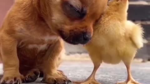 The chick and the puppy are playing in a funny way