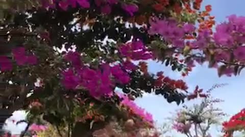 "Bougainvillea Beauty: Nature's Color Explosion in Full Bloom!"