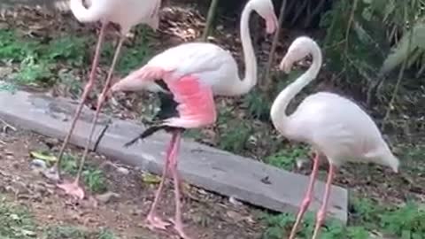 Leisure Flamingo