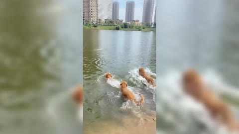 Little yellow duck swimming with four dogs in the cloud