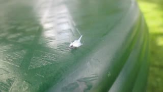 wooly aphid