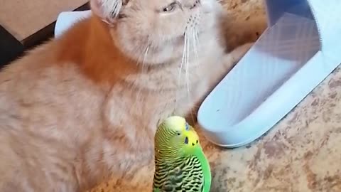 Кот и птица, милые животные #196