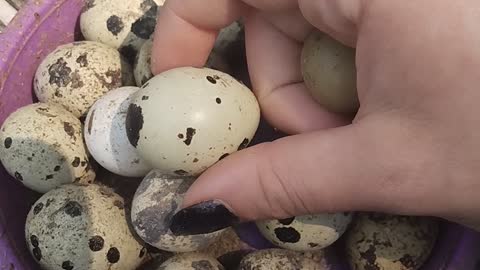 Coturnix Quail Eggs vs Button Quail Eggs