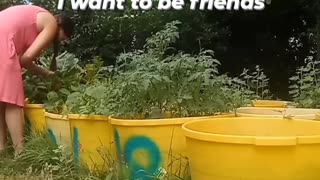 Gardening in a Dress