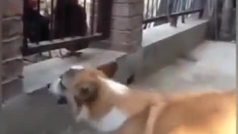 funny dog and chicken fight