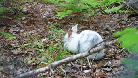 Beautiful Rabbit In The Woods