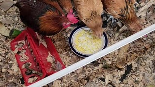 Chickens Doing what Chickens do.