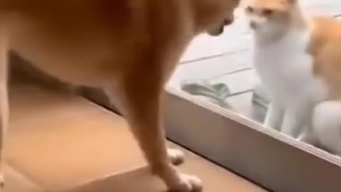 ----Cats and dogs fighting very funny--__ Try not to laugh ___shorts