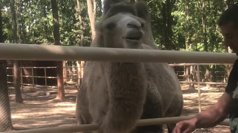 Giant camel