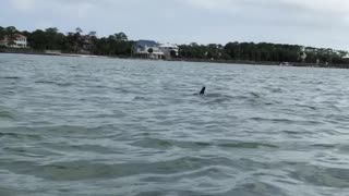 Sea Creatures Visit Kayakers