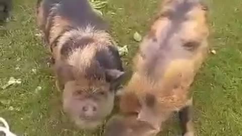 Our 3 little pasture pigs. #kunekune