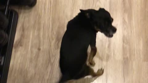 Dog Makes Funny Noises When Owner Returns