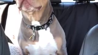 Vocal dog speaks with owner during car ride