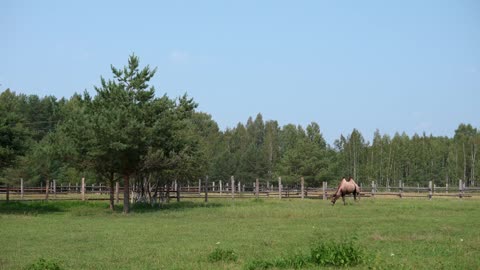 lonely camel walking in zoo