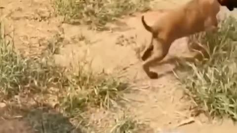 Funny Cats and Dogs 🐱🐶 | Funny Animal Videos