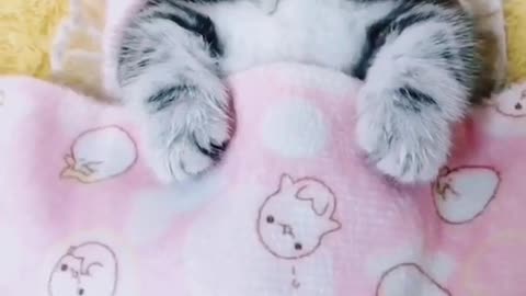 funny cat videos sleeping