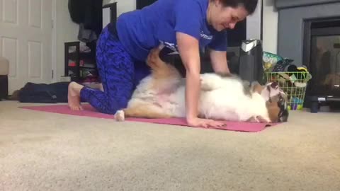 Aussie Shepherd Interrupts Owner's Yoga Session