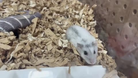 【ハムスター】今までで一番キレイに完食するジャンガリアンハムスター【4K】The most beautiful Djungarian hamster ever