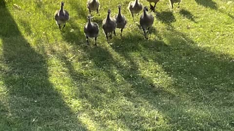 Meeting with 3 geese family