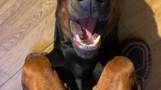 Adorable Doberman Lays on Its Back