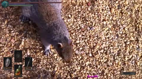 Gansta squirrel plays cute until strikes.