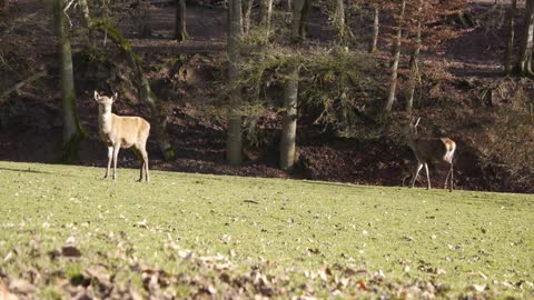 Female deer in Eifel, Germany