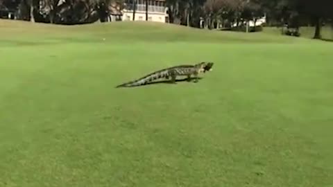 Alligator with fish in mouth interrupts golfers' game in Florida...