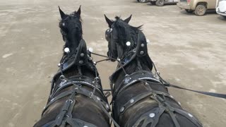 Matt Woodward driving Percherons to celebrate #MeatInDay