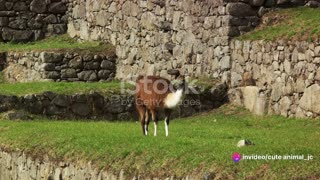 Llama Drama: Quirky South American Friends