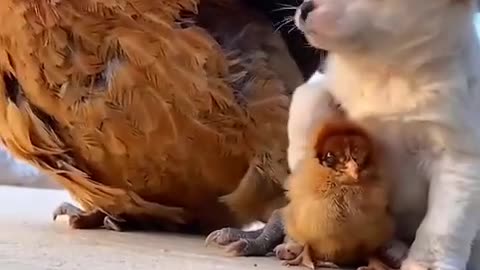 Funny and cute dogs love with chicken