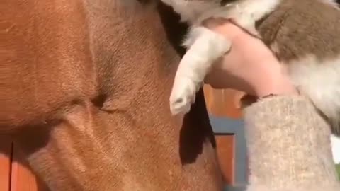 My lil dogo kissing horse and horse kiss back