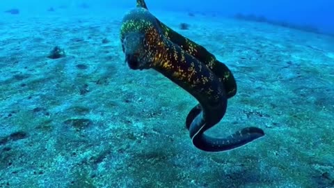 Some Curious Moray Eel swimming on the sand bottom of Tokyo island 🏝️