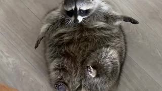 Pet Raccoon Receives a Large Loaf of Bread