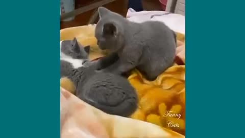 cute, smart and adorable cat