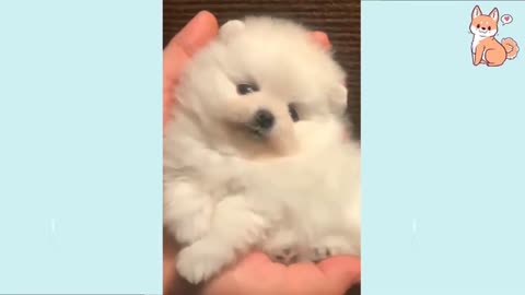 Baby Dog- Baby and Fluffy dog Video #24 | Baby Animals